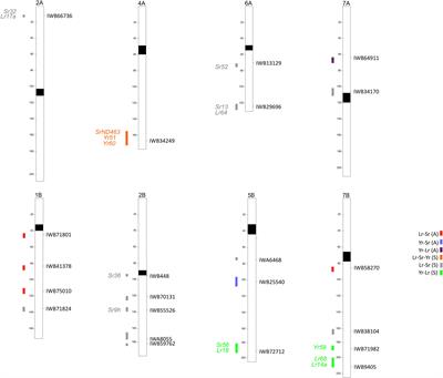 Genome-wide association study of common resistance to rust species in tetraploid wheat